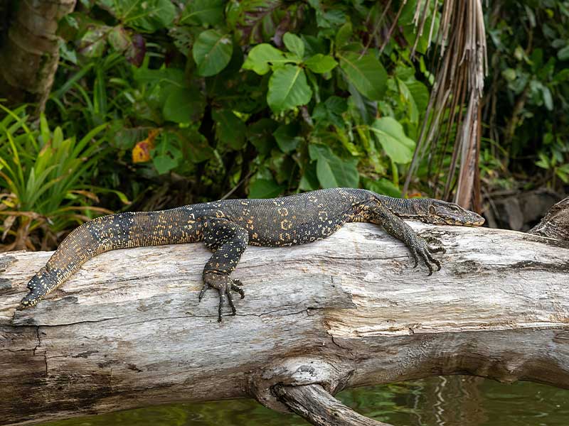 Things to Know Before You Go on the Madu River Safari