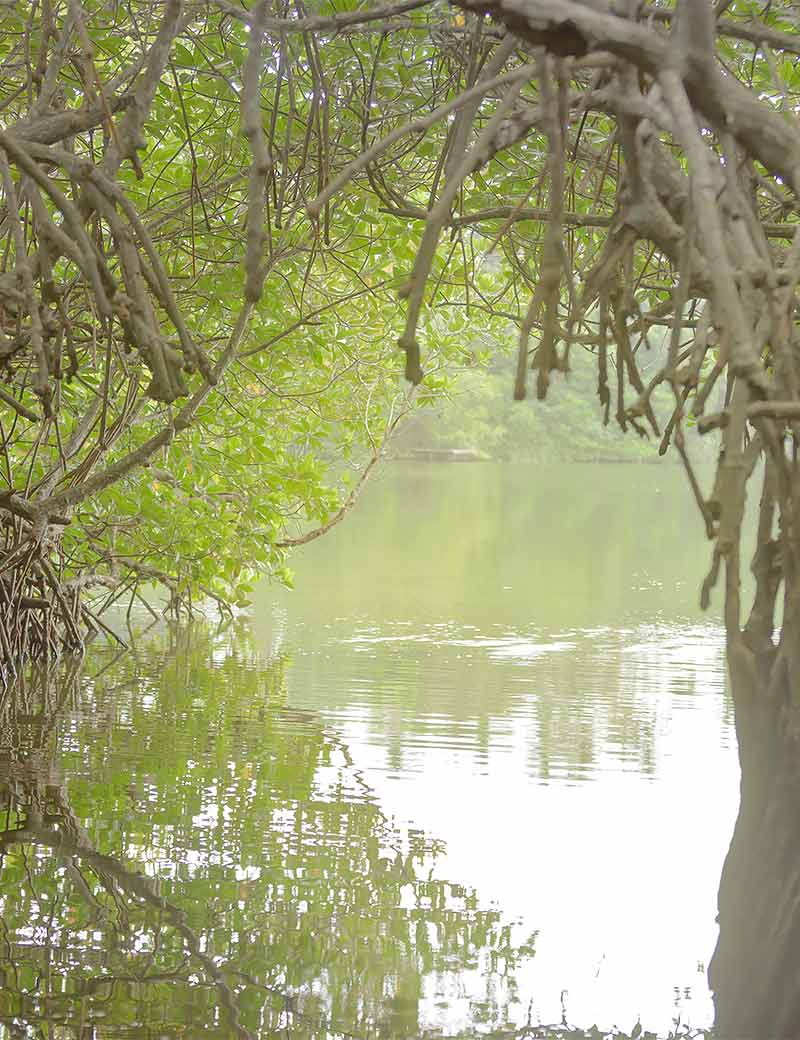 Things to Know Before You Go on the Madu River Safari