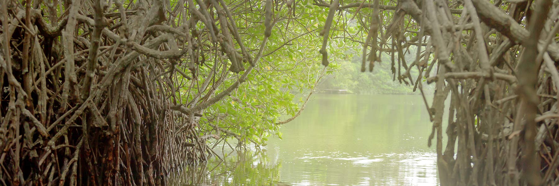 Madu River Boat Safari