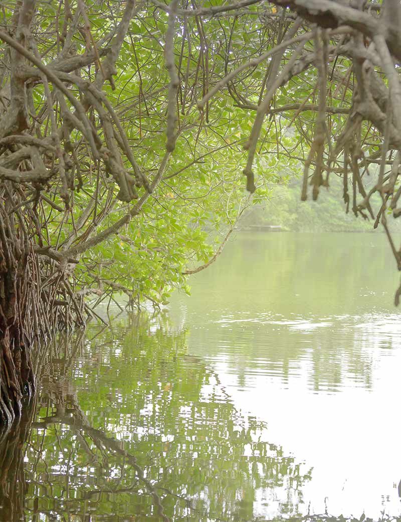 Madu River Boat Safari