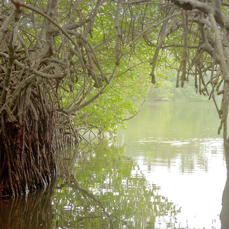 Madu River Boat Safari