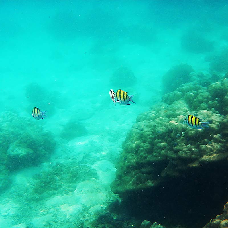 Snorkelling at Hikkaduwa Coral Sanctuary