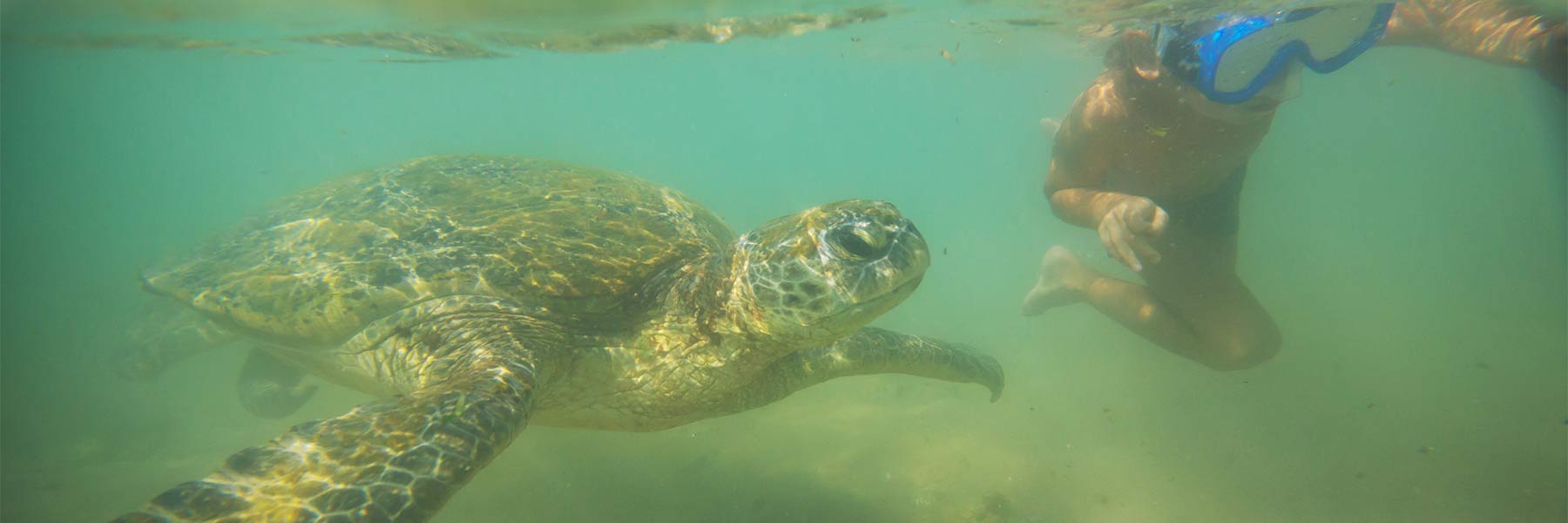 Swim With Sea Turtles