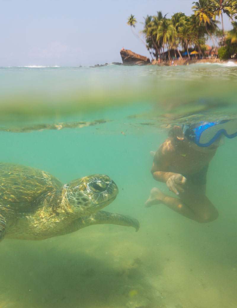 Swim With Sea Turtles