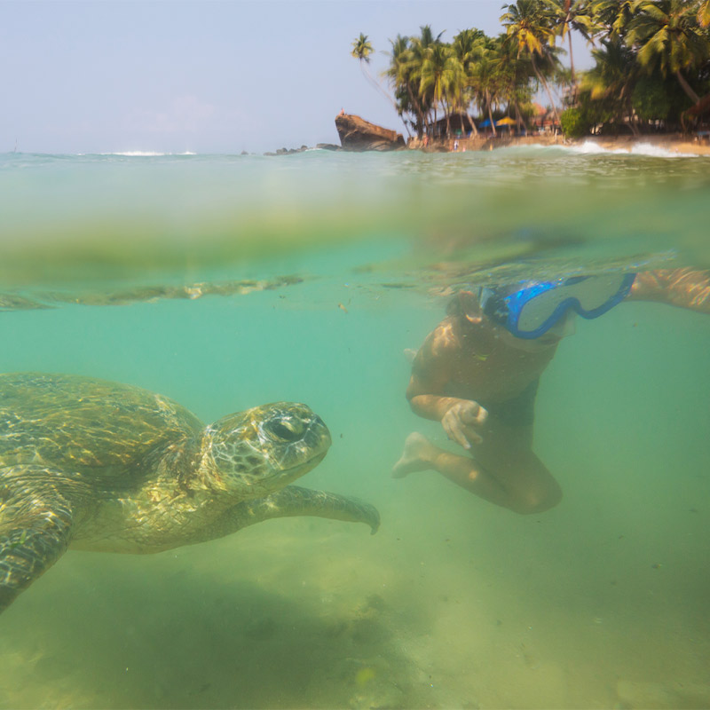 Swim With Sea Turtles