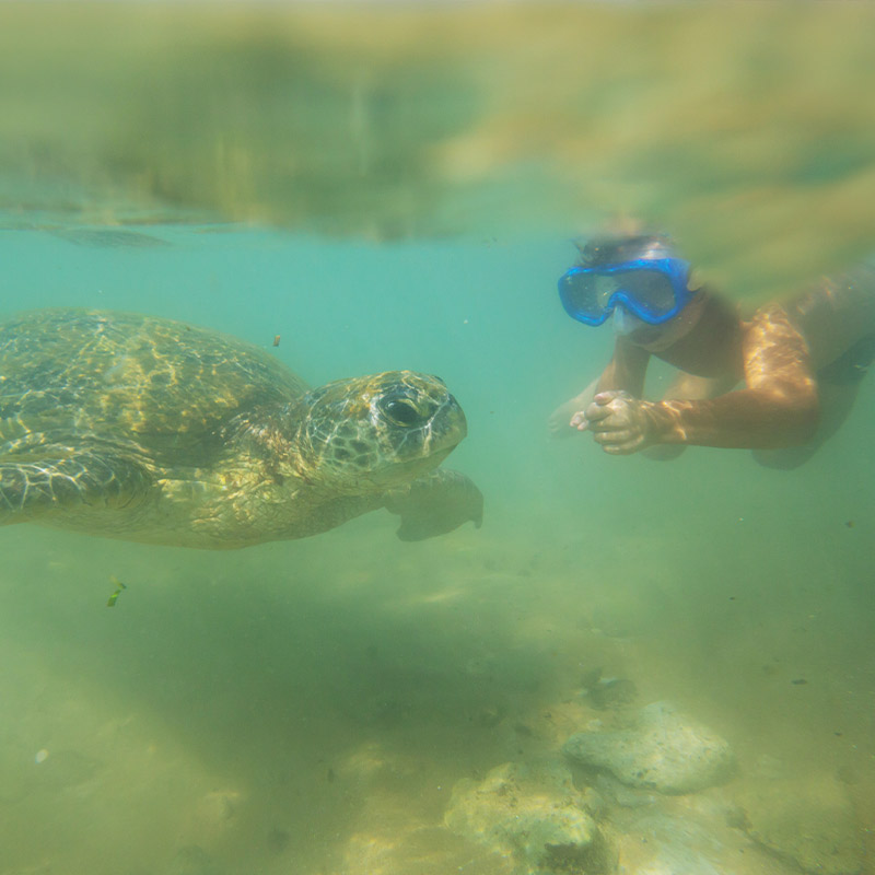 Swim With Sea Turtles