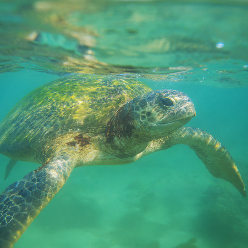 Swim With Sea Turtles