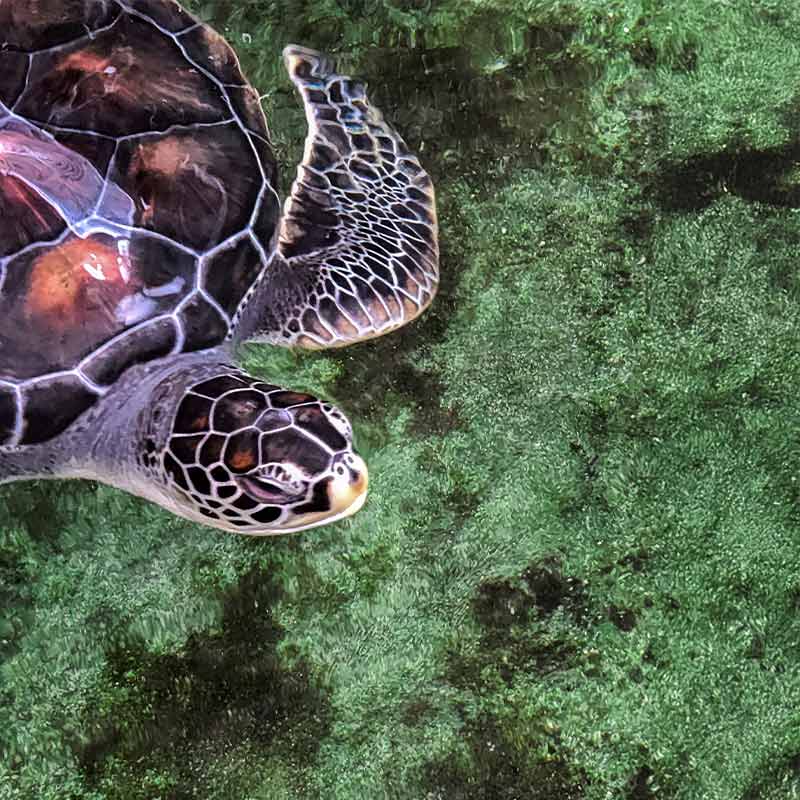 Visit a Sea Turtle Hatchery
