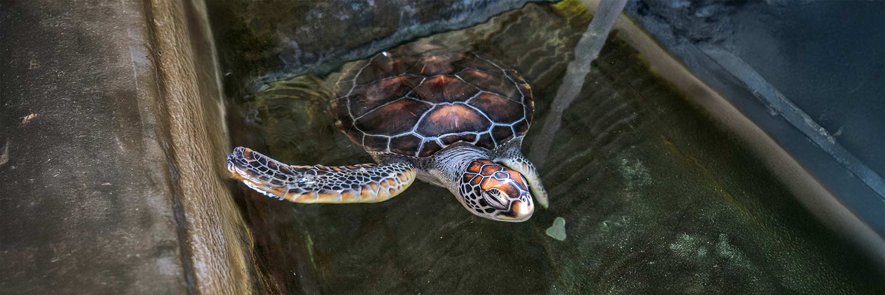 Visit the Sea Turtle Hatchery