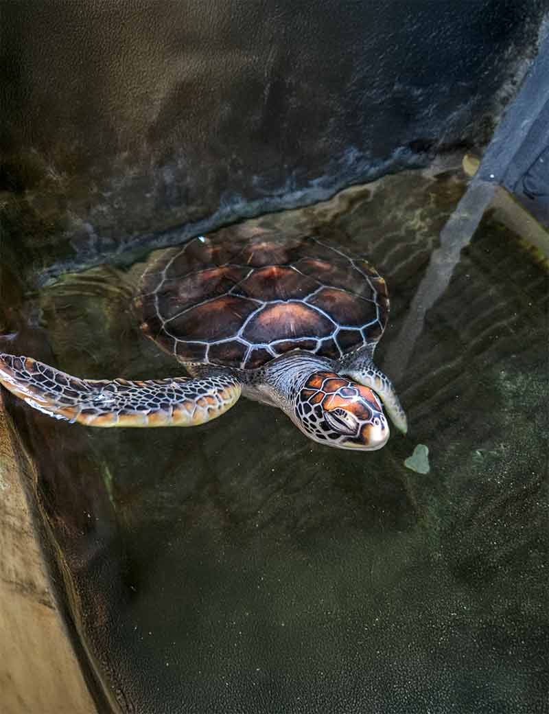 Visit the Sea Turtle Hatchery