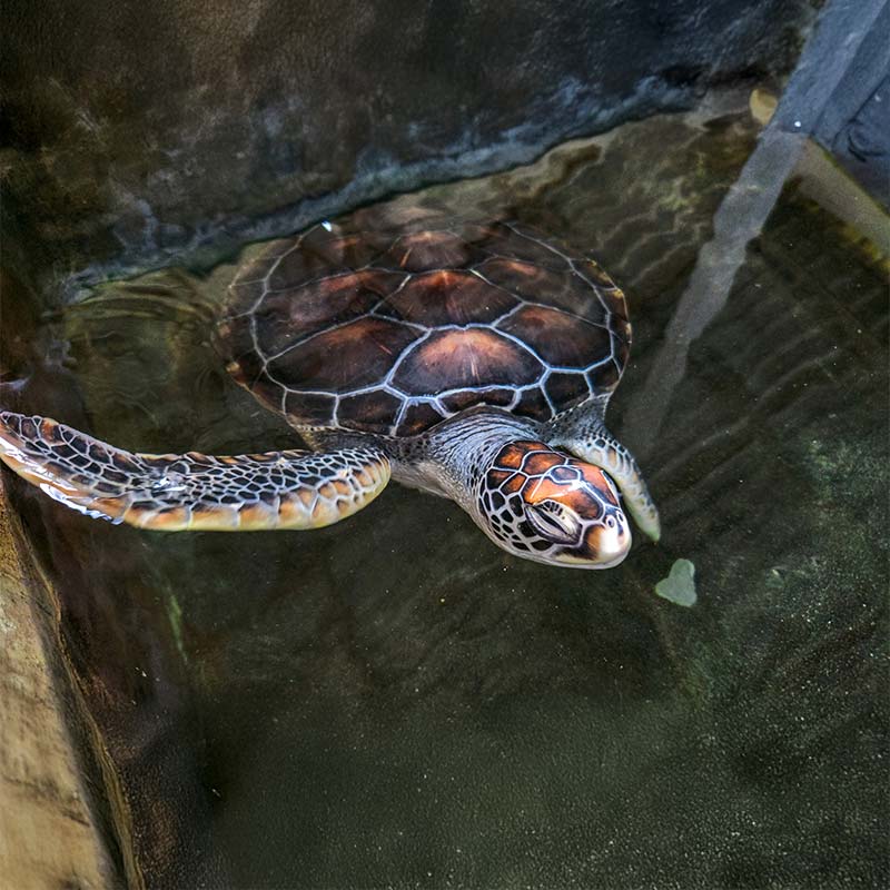 Visit the Sea Turtle Hatchery