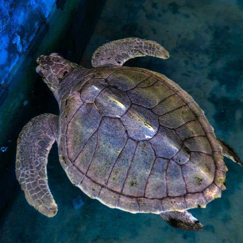 Visit the Sea Turtle Hatchery