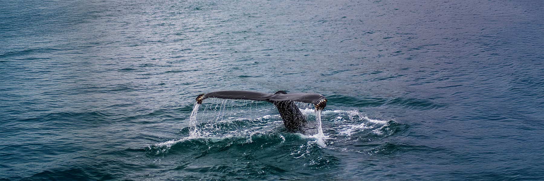 Whale Watching in Mirissa