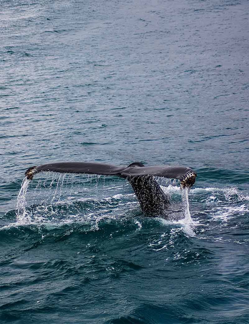 Whale Watching in Mirissa