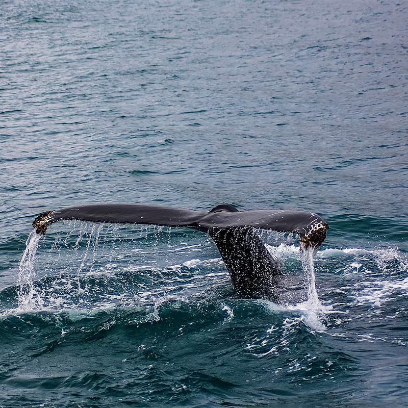 Whale Watching in Mirissa