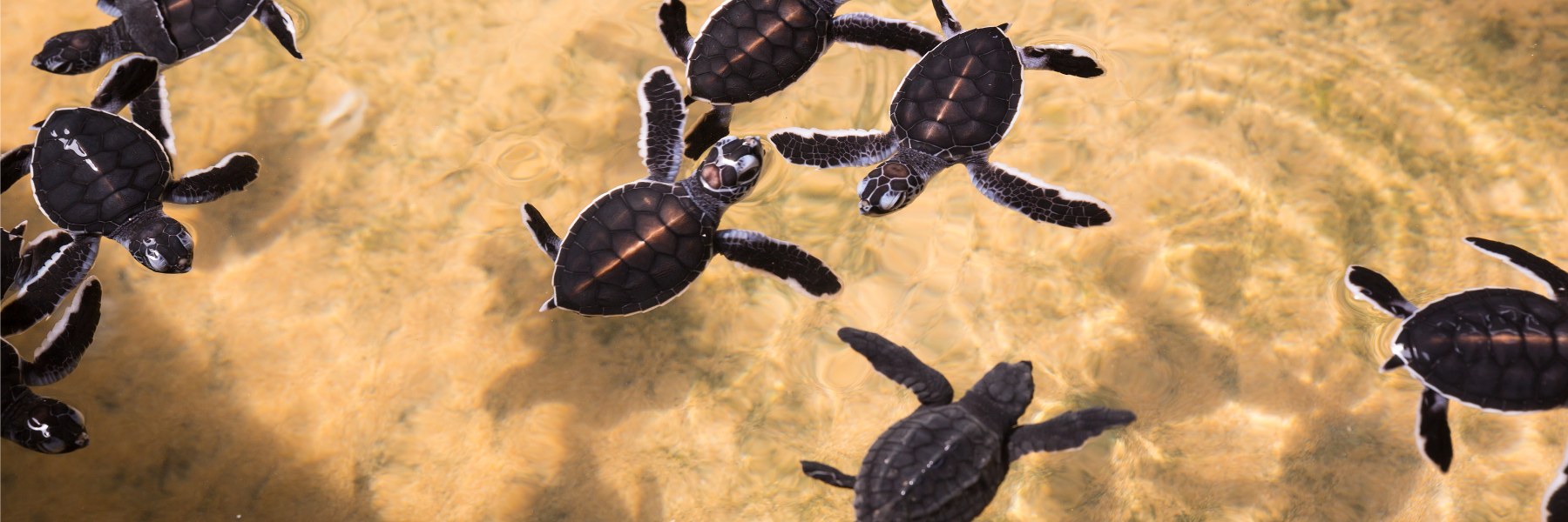 Kosgoda Turtle Hatchery