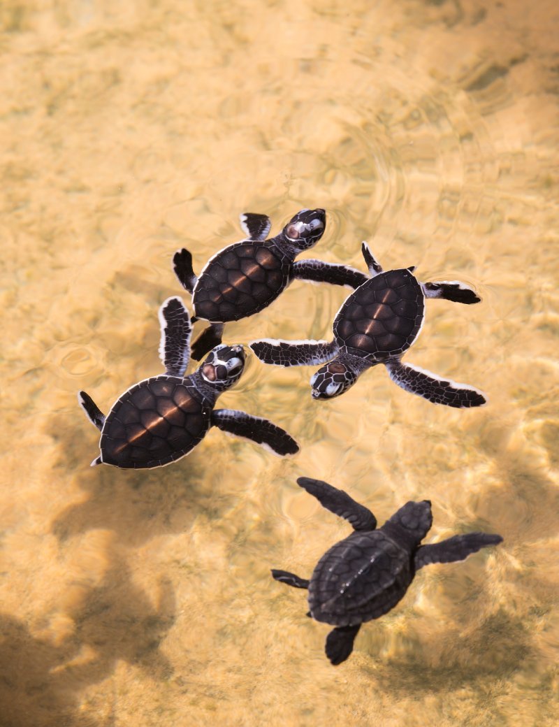 Kosgoda Turtle Hatchery