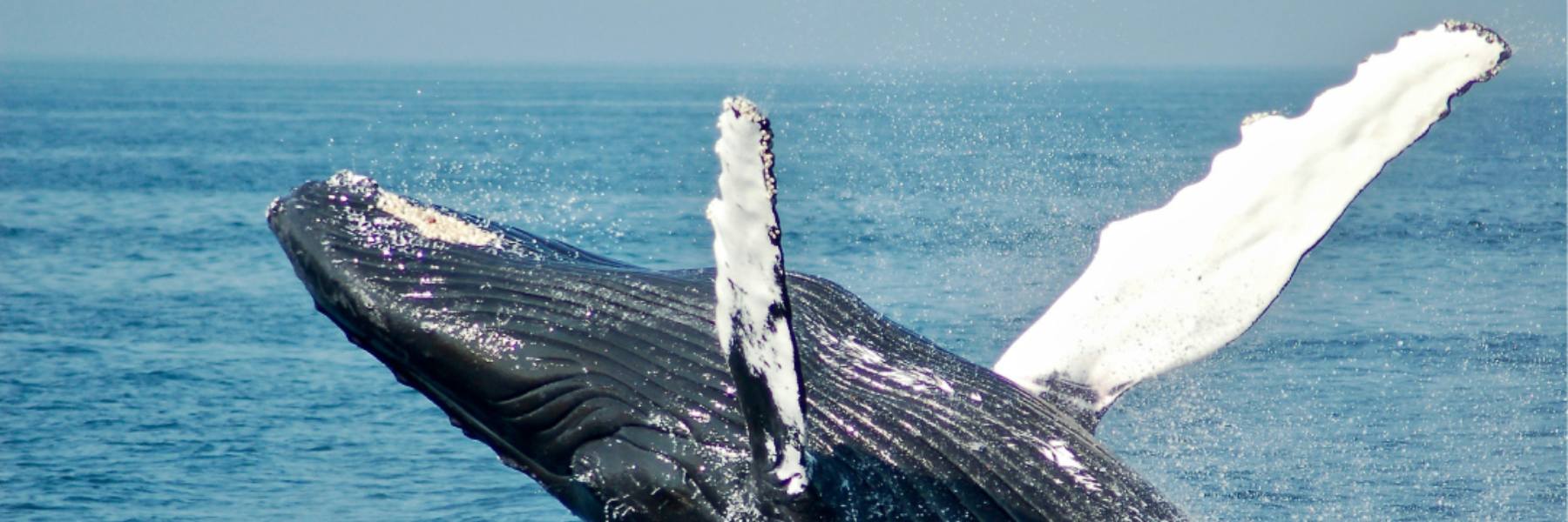 A Guide to Whale Watching in Sri Lanka: Best Locations and Travel Tips