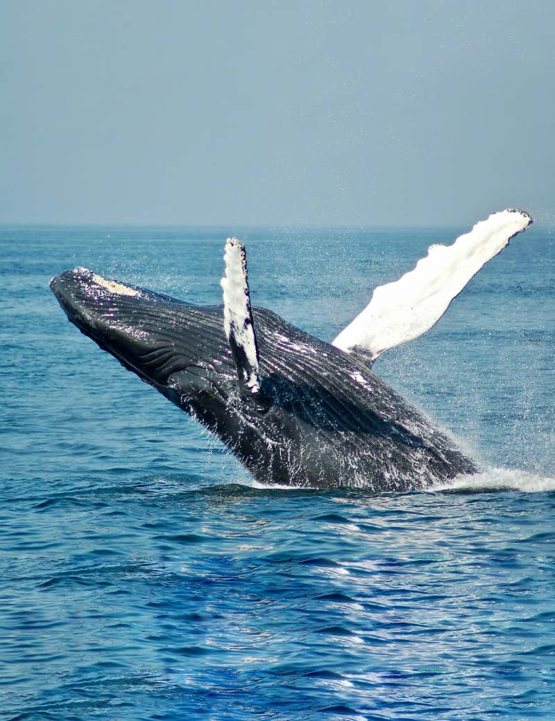 A Guide to Whale Watching in Sri Lanka: Best Locations and Travel Tips
